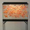 45 gallon tank of goldfish